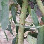 Euphorbia characias Corteccia