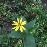 Silphium asteriscus Flower