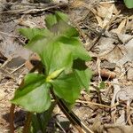 Trillium cernuum Staniste