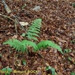 Dryopteris remota Pokrój