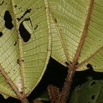 Miconia sparrei Leaf