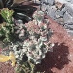 Euphorbia lactea Листок