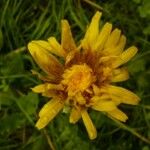 Taraxacum cucullatiforme 花