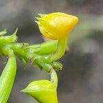 Polystachya pyramidalis Flower
