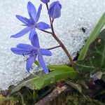 Scilla vindobonensis Flower