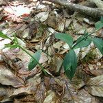 Ruscus hypoglossum Hoja