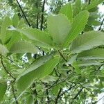 Quercus castaneifolia Листок