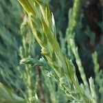 Juniperus scopulorum Yaprak