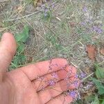 Limonium meyeri Цвят