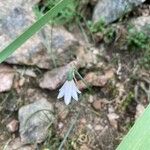 Acis longifolia 花