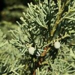 Juniperus osteosperma Fruto