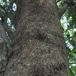 Elaeodendron transvaalense چھال