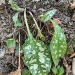 Pulmonaria saccharata Лист