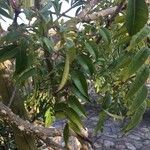 Zanthoxylum clava-herculis Hoja