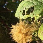 Clematis lasiantha Fruit