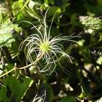 Clematis mauritiana Fruit