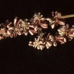 Eriogonum racemosum Virág