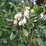 Dermatophyllum secundiflorum Fruit