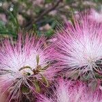 Calliandra surinamensis Fiore