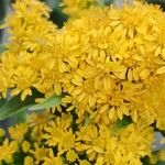 Solidago gigantea 花