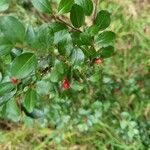 Cotoneaster divaricatusFruit