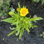 Coreopsis grandifloraFlor