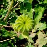 Abutilon indicum फल