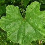 Althaea hirsuta Folha