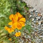 Cosmos sulphureusFlor