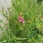 Lathyrus sylvestrisBlomst