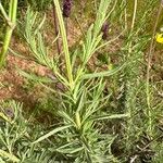 Lavandula pedunculata Blatt