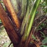 Cordyline mauritiana Beste bat