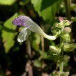 Scutellaria repens Hábito