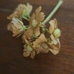 Dombeya rotundifolia Blüte