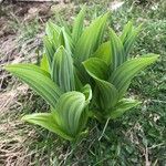 Veratrum album Leaf