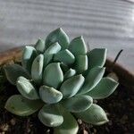 Pachyphytum bracteosum পাতা