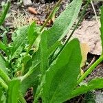 Chorispora tenella Blad