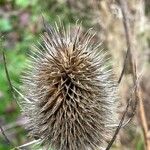 Dipsacus sativus Fruit