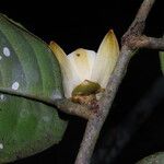 Uvariodendron molundense Flor
