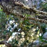 Angraecum chamaeanthus आदत