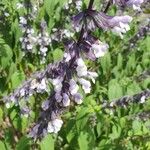 Salvia leucantha 花