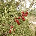 Juniperus phoenicea Fruto