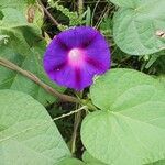 Ipomoea purpureaVirág