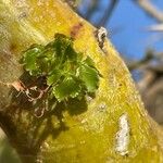 Commiphora schimperi Leaf