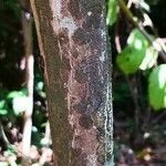 Glycosmis parviflora 樹皮