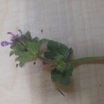 Lamium amplexicauleFlower