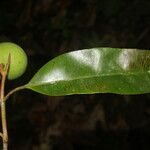 Calophyllum brasiliense Vrucht