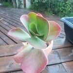 Kalanchoe tetraphylla 葉