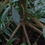 Rhizophora racemosa Кора