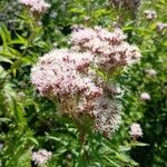 Eupatorium cannabinum Λουλούδι